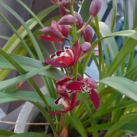 شقة Casa Orquidea T3 بونتا دو سول