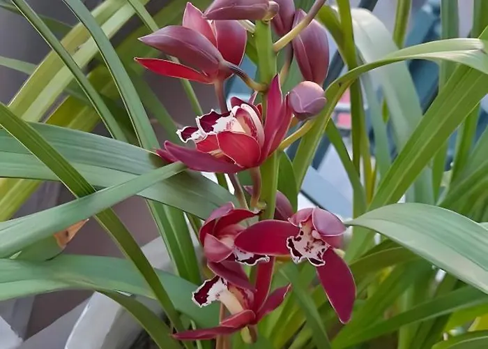 Apartament Casa Orquidea T3 Ponta do Sol (Madeira)